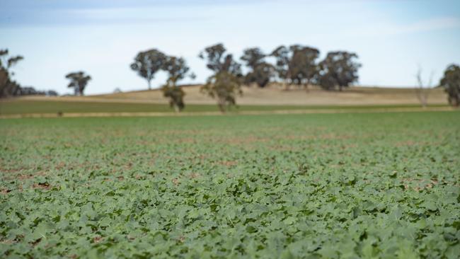 Canola planting has been revised downwards. Picture: Zoe Phillips