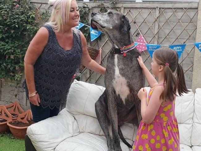 After being named the world’s tallest dog in 2016 Freddy is now also the world’s oldest great dane. Picture: Caters