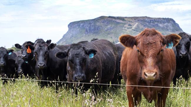 Beef cattle at Stanley.  PICTURE CHRIS KIDD