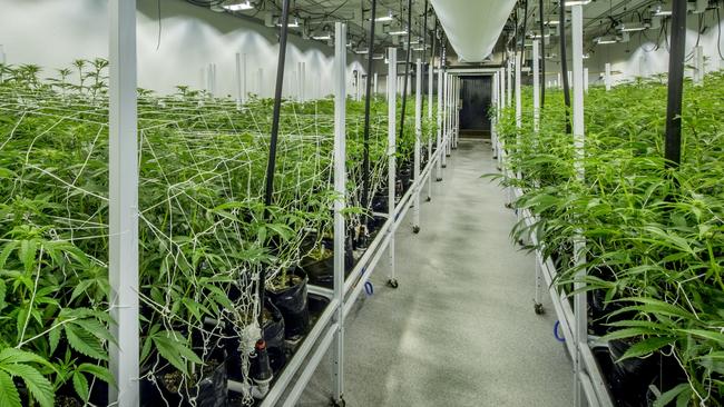 The Victorian Government has refused to reveal how much cannabis has been grown as part of their $28 million plan which began in 2016.