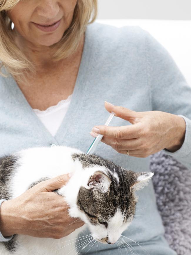 Tick and flea treatment for a cat.