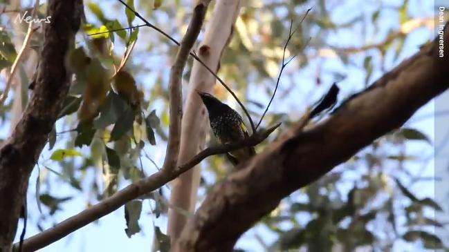 Regent Honeyeater in action