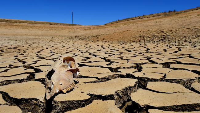 DROUGHT. Weather. Tom & Jenny Small at Tottington, their sheep property near St Arnaud. Dry. WTSocial. Pictured: An animal skull in the base of a dam. Dry dam. No water. PICTURE: ZOE PHILLIPS