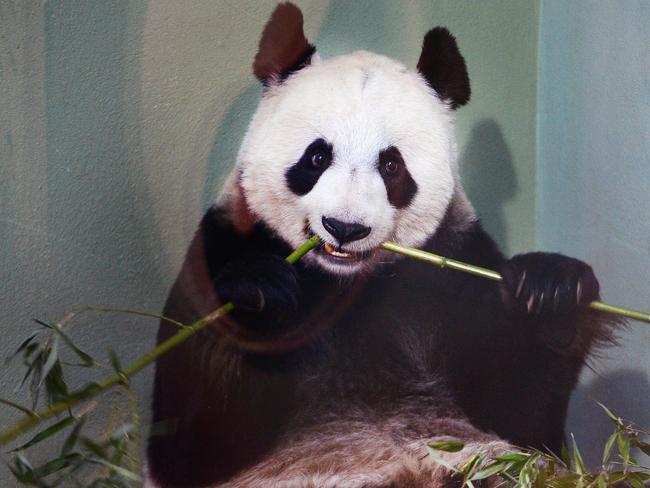 ‘Pregnant’ behaviour ... experts have been monitoring Tian Tian as her hormone and protein levels. Picture: Jeff J Mitchell