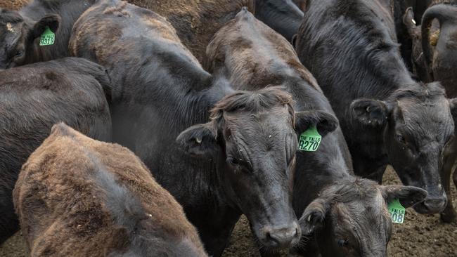 Wagyu beef. Picture: Zoe Phillips