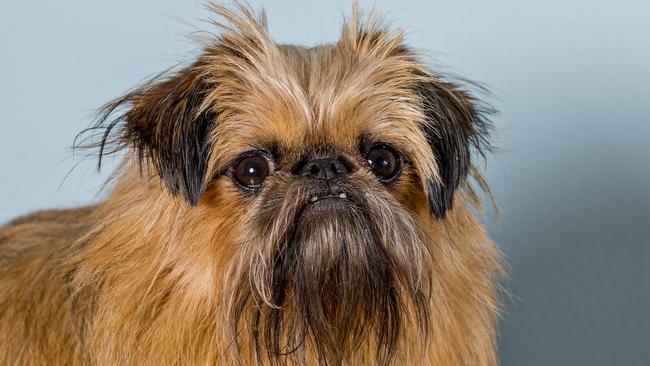 Brussels griffon for store sale gold coast