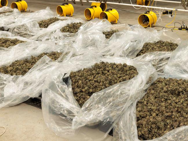 Tasmanian Medicinal Cannabis producer, Tasmanian Botanics.14/04 /2025photo - Peter Mathew