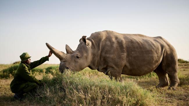 One of the two last White rhinos in the world.