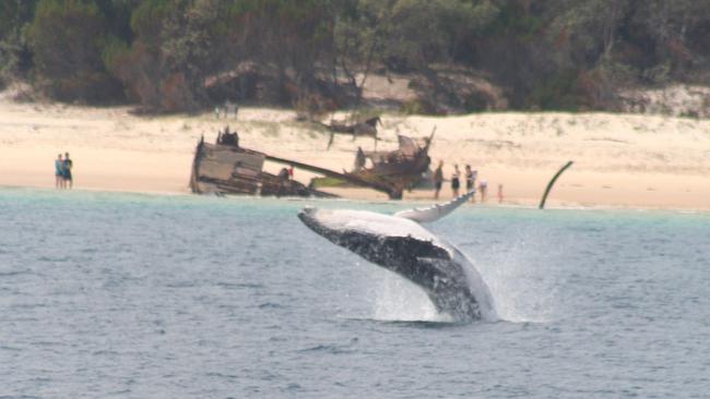 Whales show off at Bulwer, at Moreton Island.