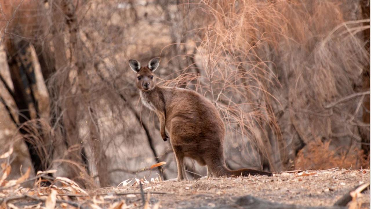 Leading Australian scientists say there is an ‘unequivocal’ link between last summer’s catastrophic bushfire season and climate change. Picture: WWF