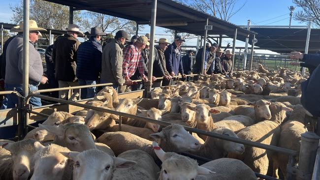 Wagga Wagga saleyards. Picture: Nikki Reynolds