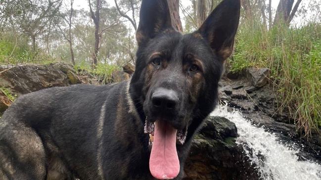 Police dog Bomber. Picture: SA Police