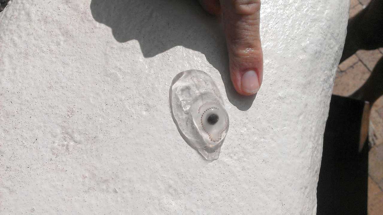 A close up look at one of the salp found in the ocean at Coolum Beach. Picture: Kathy Sundstrom