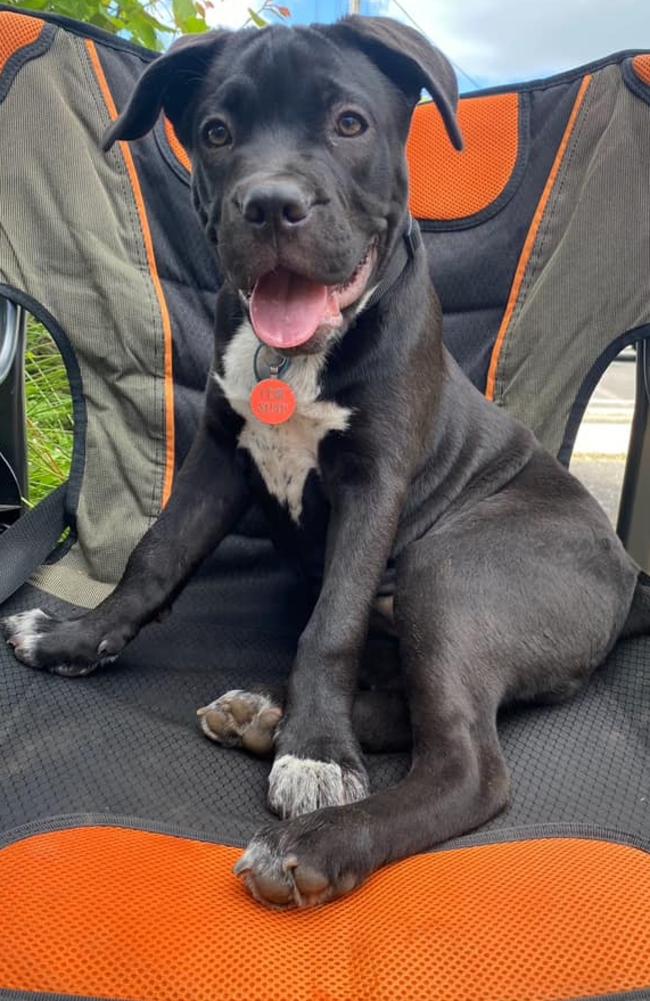 Lexie: Katherine Youngberry's 5 month old Neo Mastiff x Cattle Dog
