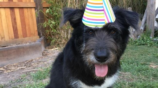 Irish wolfhound Bucket was euthanised after being allegedly shot with an arrow at a South Golden Beach property. Bucket was described on social media as "a gentle soul who lived life to the fullest".