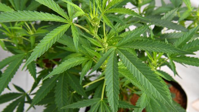 Cannabis plants growing at Medifarm on the Sunshine Coast, Tuesday, August 27, 2019. Federal Health Minister Greg Hunt opened Medifarm, which is Australia's first operational medical cannabis farm whose products will be used in the treatment of patients with conditions like epilepsy, chronic pain and multiple sclerosis. (AAP Image/Darren England) NO ARCHIVING