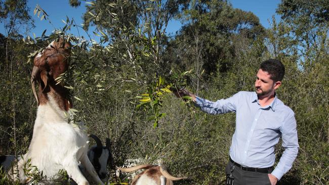 The goats are munching through the weed infestation at a phenomenal rate. Picture: Robert Pozo
