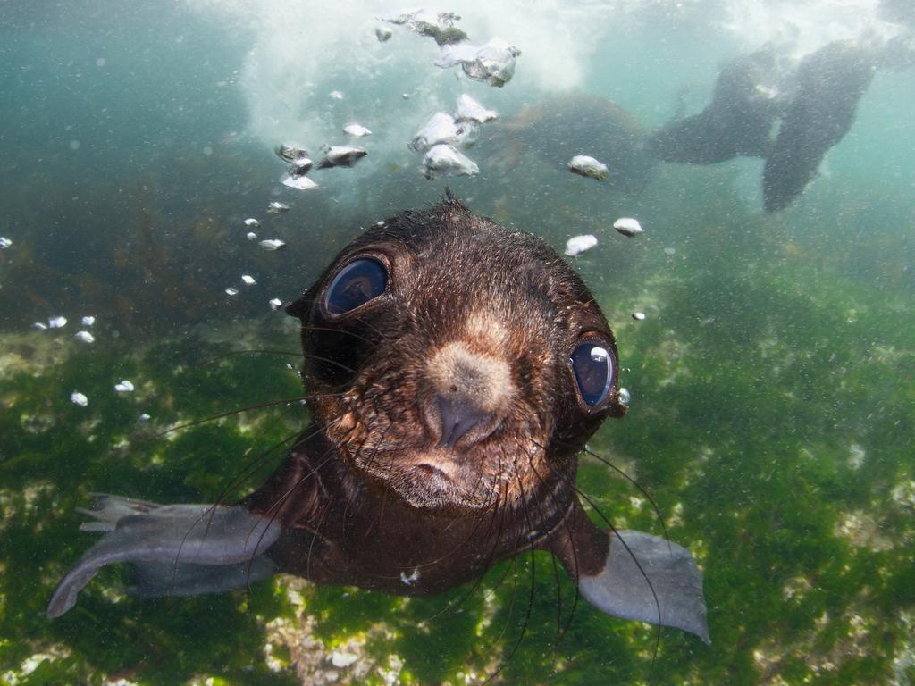 “Baby fur seal in the Commander islands.” Picture: Andrey Narchuk, Russia, Shortlist, Open, Nature and Wildlife, 2016 Sony World Photography Awards