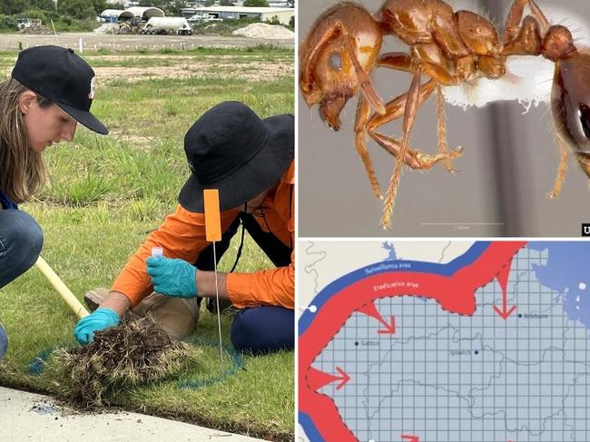 A new report shows the annual cost of fire ants across Gold Coast suburbs in terms of prevention and health measures has reached almost $15 million.