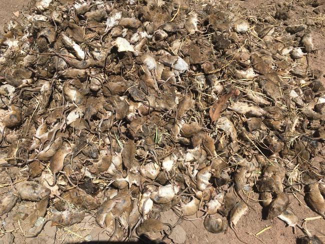 The mouse plague is continuing across NSW — and threatens to spill into other states.