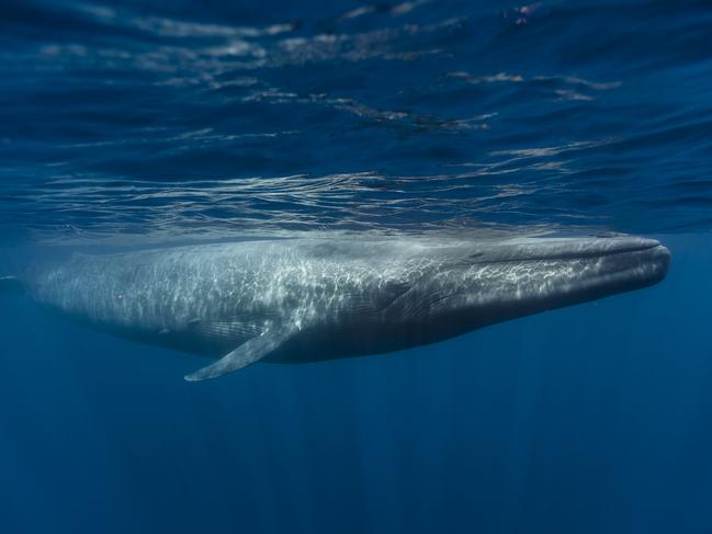 Blue Whale and Calf off Sri Lanka