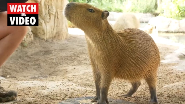 Houston Zoo welcomes capybara pups, the world's largest rodent 