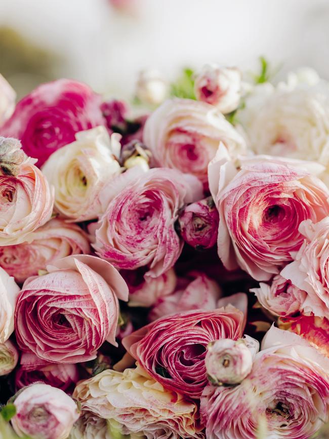 Italian ranunculus. Picture: Christopher Morrison