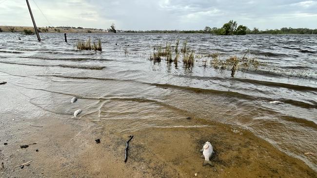 The Pfeiffers’ farm at Murray Bridge is underwater after the Long Flat levee breached on January 7. Photo: Dylan Hogarth