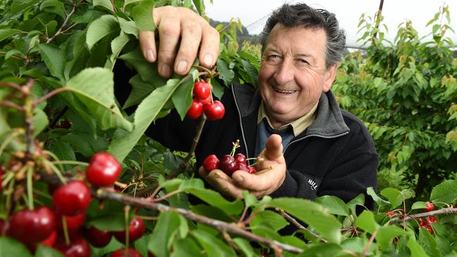 Trevor Holmes with the 'Early Sweet' cherries at Red Hill Cherry Farm. Picture: Jason Sammon