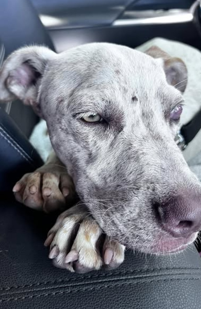 Hughie the dog, who was found under the picnic shelter at the White Mountains National Park rest stop.