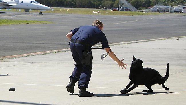 New Police Dog Squad Recruit Oakley Refuses To Board AGL Action Rescue ...