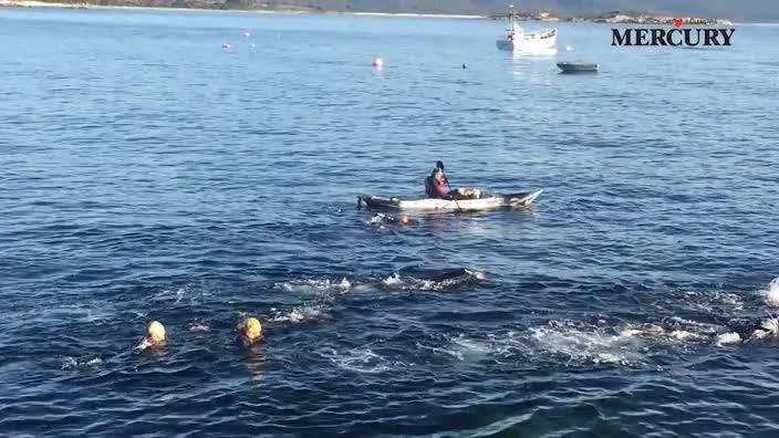 Shane Gould ocean swim Tas