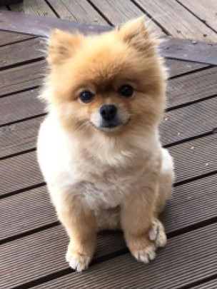 Police are appealing for public assistance after an 8-year-old miniature Pomeranian, Marbles, was stolen in Brunswick East