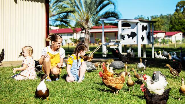 Animal park fun at BIG4 Adventure Whitsunday Resort, Airlie Beach.