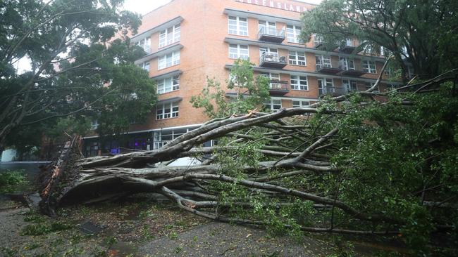 A large tree across Macquarie St Teneriffe. Picture: Annette Dew