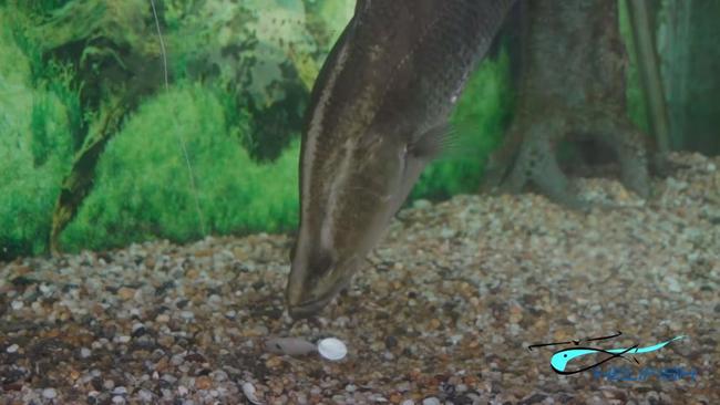 The curious and hungry barra inspects a hookless lure on the bottom of its tank, before trying to wake it up with the 'barra shake'. Picture: Helifish