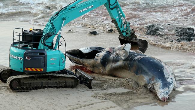 Great white sharks gather at Nobbys Beach as whale decomposes | Daily ...