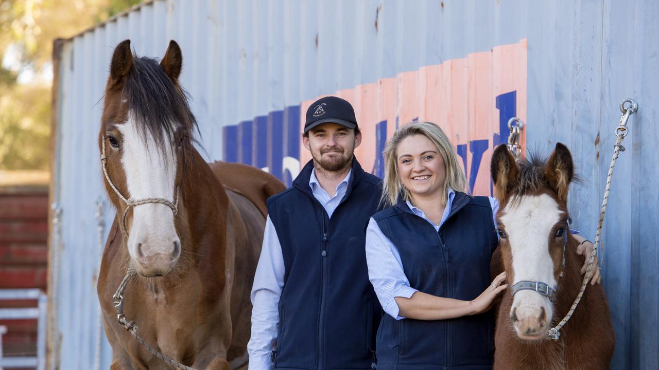 Maldon’s Sandy Creek Clydesdales offers a fresh insight into heavy ...