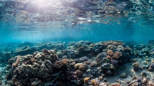 The unparalleled ecosystem of the Red Sea. Photo: Carlos Negrete