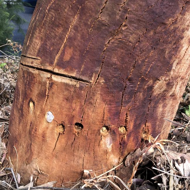 Drill holes and cut marks on a tree in a reserve along Russell St, Clontarf, which has views over Middle Harbour and The Spit. Picture: Jim O'Rourke