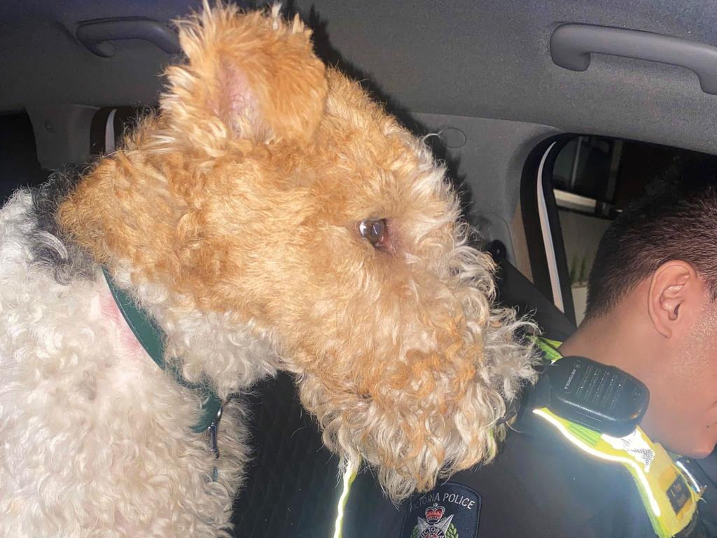 Fox Terrier, Kyron, was returned to his owner early on Christmas morning. Picture: Victoria Police.