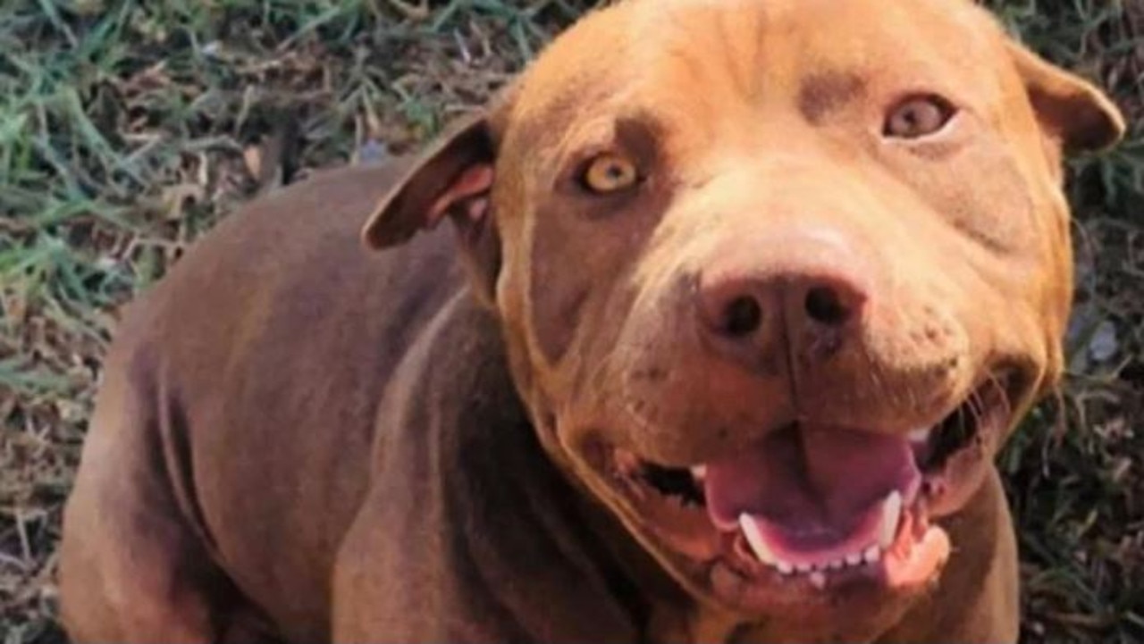 Colicchi, a shar pei cross pit bull, had reportedly been with the family for eight years before it turned on its owners. Picture: Nine