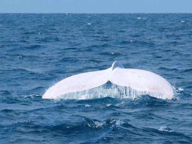 Migaloo putting on an amazing show breaching out of the water, thrilling the passengers and crew aboard Silversonic, Quicksilver’s Port Douglas based dive and snorkel vessel. The whale was sighted at around 35mile Reef en-route to the Agincourt reefs with the encounter lasting approximately 10 minutes. Image Captured by Indepth Photography, Quicksilver.