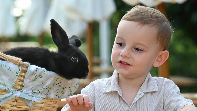 14/4/2025:  Harry  with black rabbits, bunnies, ahead of the Easter Long Weekend at The Hills of Rivermakers, Morningside, Brisbane . pic: Lyndon Mechielsen/Courier Mail