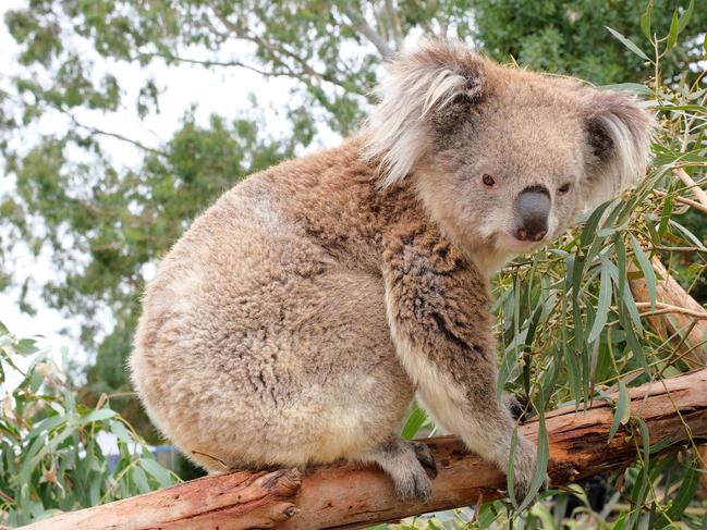 Pictures  from the Family Fun Day @ Jirrahlinga Koala and Wildlife Sanctuary in Barwon Heads.KoalaPicture: Mark Wilson