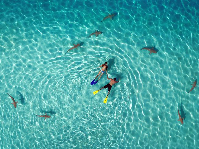 Snorkelling with Sharks. Picture: Supplied/ Tahitiflyshoot