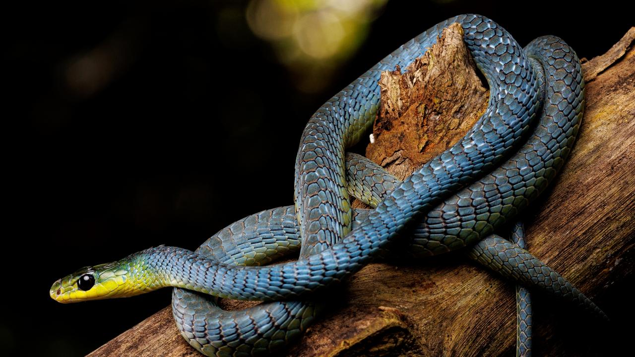 Mega-gallery: Best of the Ekka photography competition | The Courier Mail