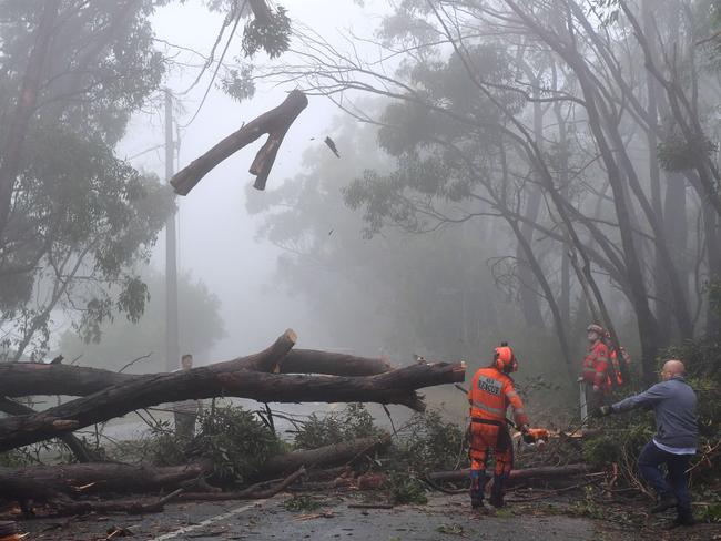 Gone ... The branch flings in the air. Picture Mark Brake