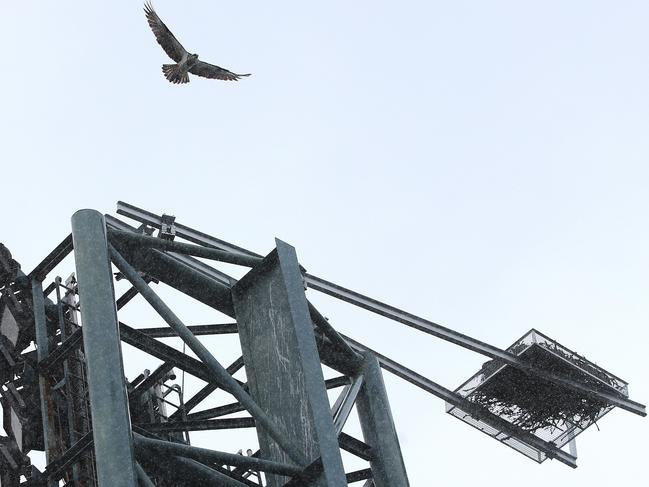 The birds appear to be enjoying their new home. Picture: Sue Graham