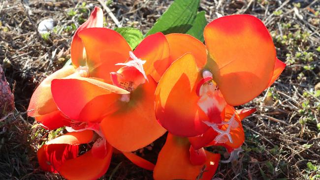 Flowers left at the Zillmere PCYC car park near the scene of the incident. Picture: Liam Kidston.